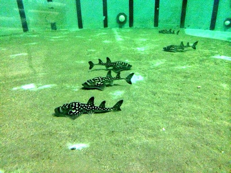 Illustration for article titled ZOMG BABY SHARK RAYS!!!